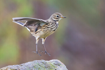 Amerikaanse Waterpieper; American Buff-bellied Pipit; Anthus rubescens rubescens