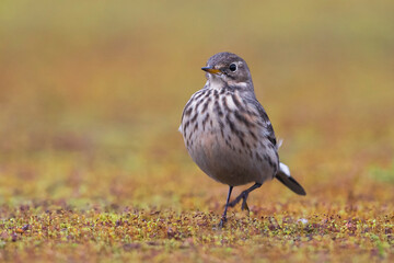 Amerikaanse Waterpieper, American Buff-bellied Pipit , Anthus rubescens rubescens