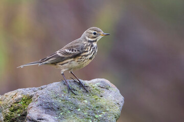 Amerikaanse Waterpieper; American Buff-bellied Pipit; Anthus rubescens rubescens