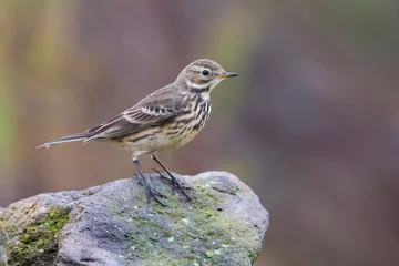 Fototapeten Amerikaanse Waterpieper  American Buff-bellied Pipit  Anthus rubescens rubescens © AGAMI