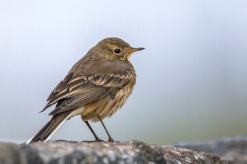 Amerikaanse Waterpieper; American Buff-bellied Pipit; Anthus rubescens rubescens