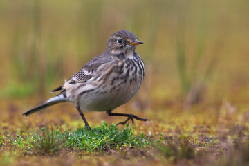 Amerikaanse Waterpieper, American Buff-bellied Pipit , Anthus rubescens rubescens