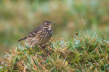 Amerikaanse Waterpieper, American Buff-bellied Pipit , Anthus rubescens rubescens