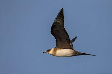 Kleinste Jager, Long-tailed Skua, Stercorarius longicaudus