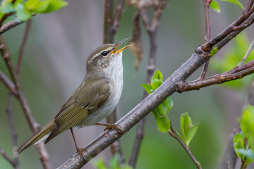 Arctic Warbler, Noordse Boszanger, Phylloscopus borealis