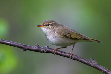 Obraz premium Arctic Warbler, Noordse Boszanger, Phylloscopus borealis