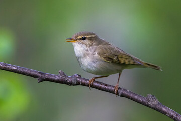 Arctic Warbler, Noordse Boszanger, Phylloscopus borealis