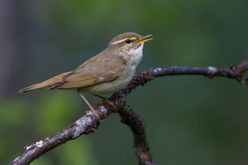 Arctic Warbler, Noordse Boszanger, Phylloscopus borealis