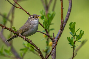 Arctic Warbler, Noordse Boszanger, Phylloscopus borealis