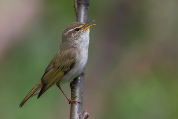 Arctic Warbler, Noordse Boszanger, Phylloscopus borealis