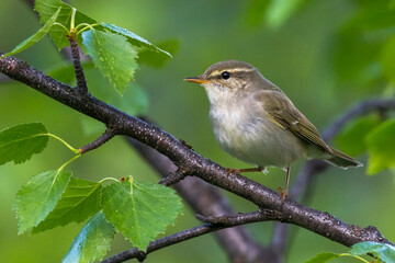 Arctic Warbler, Noordse Boszanger, Phylloscopus borealis