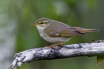 Arctic Warbler, Noordse Boszanger, Phylloscopus borealis