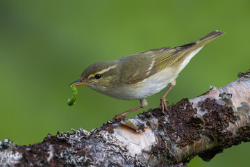 Arctic Warbler, Noordse Boszanger, Phylloscopus borealis