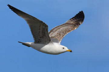 Armeense Meeuw, Armenian Gull, Larus armenicus