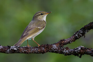 Arctic Warbler, Noordse Boszanger, Phylloscopus borealis
