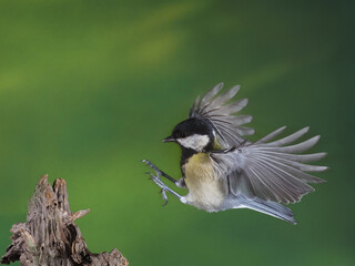 Fliegende Kohlmeise, Parus major landet auf einer Wurzel.
