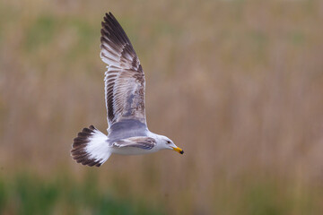 Armeense Meeuw, Armenian Gull, Larus armenicus