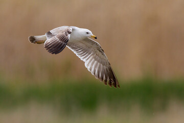 Armeense Meeuw, Armenian Gull, Larus armenicus