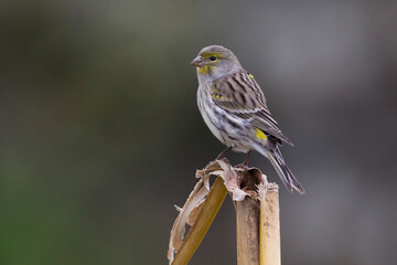 Atlantic Canary, Kanarie, Serinus canaria