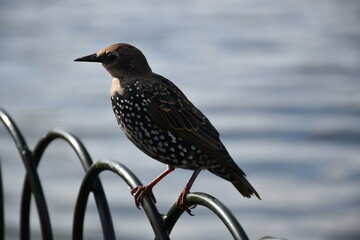 Pajaro en reposo