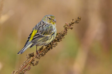 Obraz premium Atlantic Canary, Kanarie, Serinus canaria