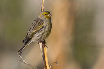 Atlantic Canary, Kanarie, Serinus canaria