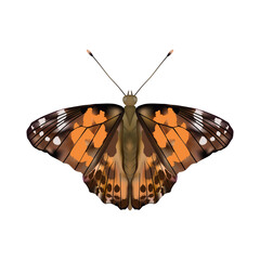 Butterfly Painted lady or Vanessa Cardui  isolated on white background.Vector illustration.