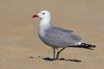 Audouins Meeuw,  Audouin's Gull; Ichthyaetus audouinii