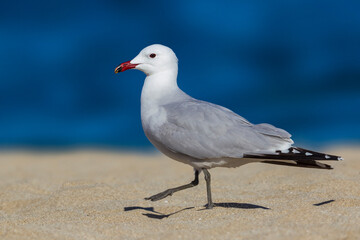 Audouins Meeuw,  Audouin's Gull; Ichthyaetus audouinii