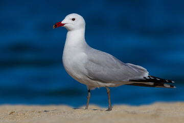 Audouins Meeuw,  Audouin's Gull; Ichthyaetus audouinii