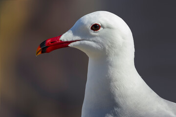 Audouins Meeuw,  Audouin's Gull; Ichthyaetus audouinii