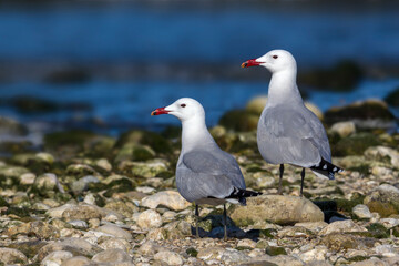 Audouins Meeuw,  Audouin's Gull; Ichthyaetus audouinii