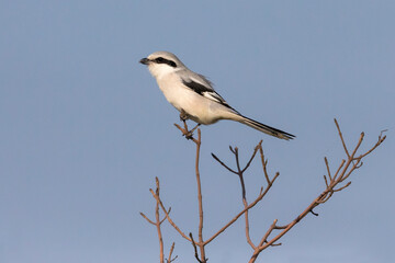 Chinese Klapekster; Chinese Grey Shrike; Lanius sphenocercus