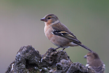 Azorenvink; Azores Chaffinch; Fringilla coelebs moreletti