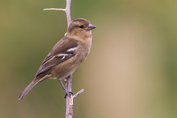 Azorenvink, Azores Chaffinch, Fringilla coelebs moreletti