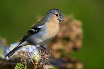 Azorenvink; Azores Chaffinch; Fringilla coelebs moreletti