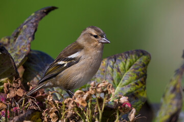 Azorenvink; Azores Chaffinch; Fringilla coelebs moreletti
