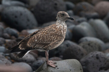 Geelpootmeeuw ssp atlantis; Azores Yellow-legged Gull; Larus michahellis atlantis