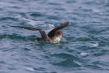 Fototapeta premium Vale Pijlstormvogel, Balearic Shearwater, Puffinus mauretanicus