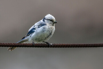 Azuurmees; Azure Tit; Cyanistes cyanus