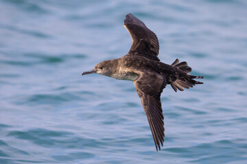 Vale Pijlstormvogel, Balearic Shearwater, Puffinus mauretanicus