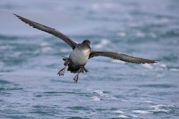 Vale Pijlstormvogel, Balearic Shearwater, Puffinus mauretanicus
