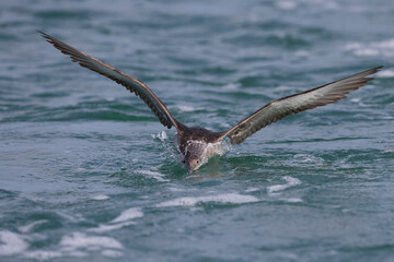 Vale Pijlstormvogel, Balearic Shearwater, Puffinus mauretanicus