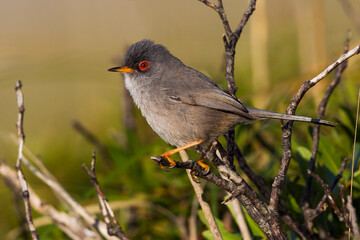Balearische Grasmus, Balearic Warbler, Sylvia balearica