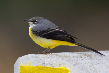 Grote Gele Kwikstaart; Grey Wagtail; Motacilla cinerea