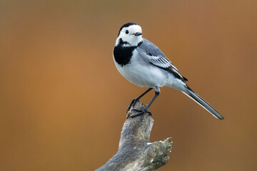 Witte kwikstaart; White Wagtail; Motacilla alba