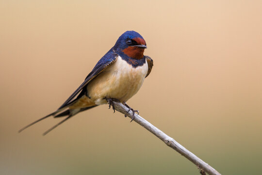 Boerenzwaluw; Barn Swallow; Hirundo rustica