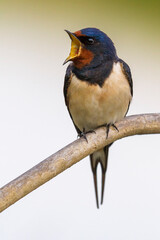 Obraz premium Boerenzwaluw, Barn Swallow, Hirundo rustica