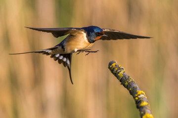 Boerenzwaluw, Barn Swallow, Hirundo rustica