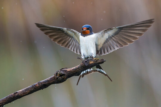 Boerenzwaluw, Barn Swallow, Hirundo rustica